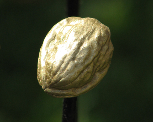 NUTS DANCING, DANCING NUTS
