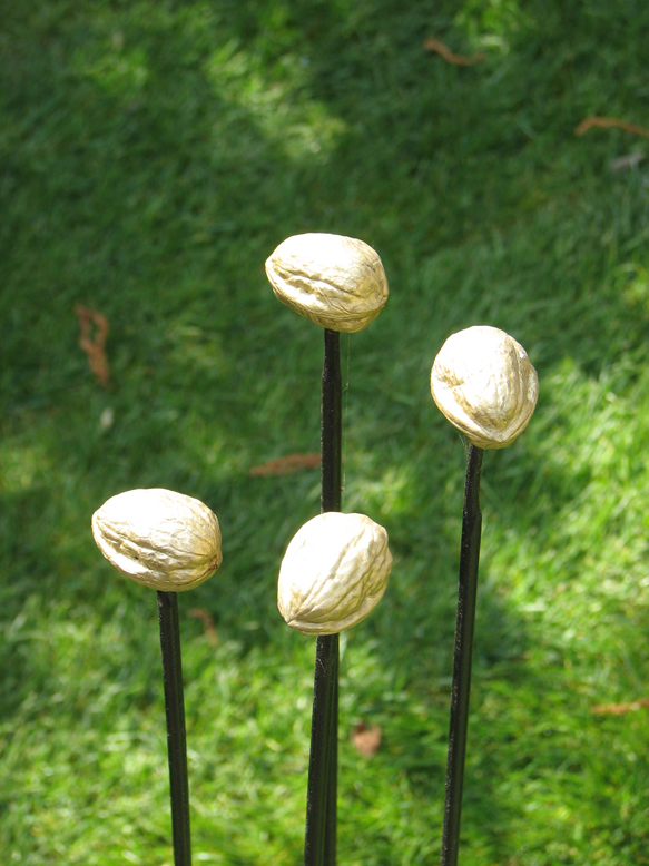 NUTS DANCING, DANCING NUTS